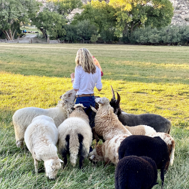 katherine Nichols with sheep